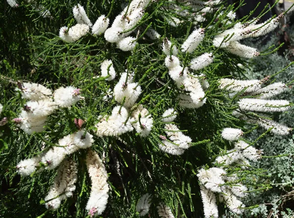 Chenille Honey-myrtle
