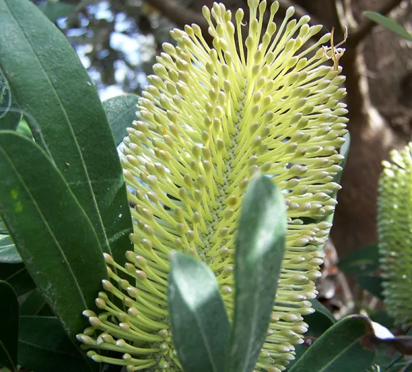 Coast Banksia