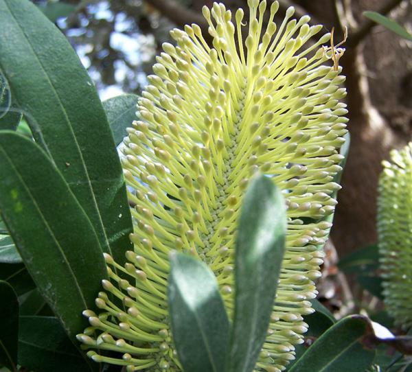 Coast Banksia