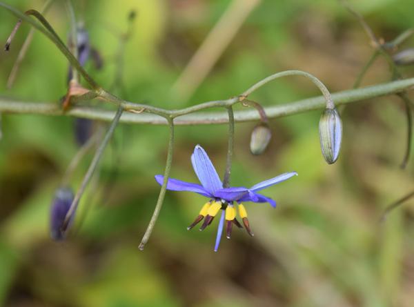 Coast Flax-lily