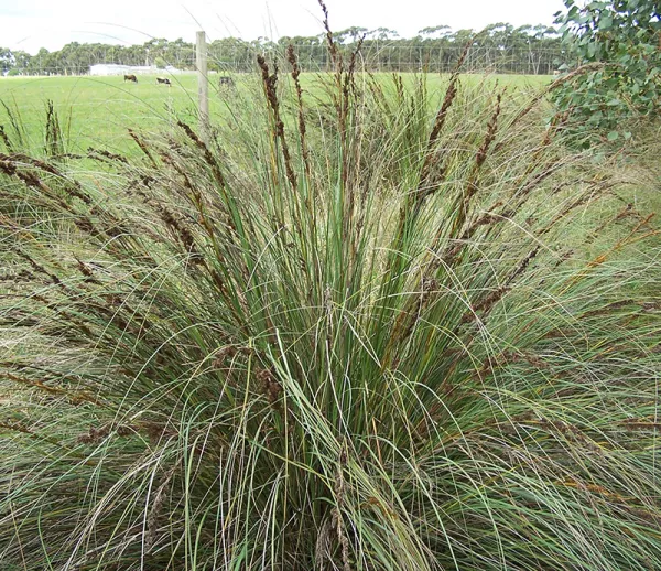 Coast Saw-sedge