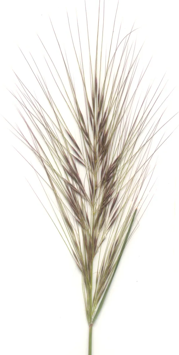 Coast Spear-grass