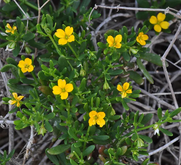 Coast Twin Leaf