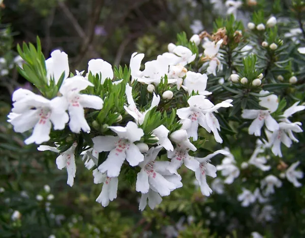 Coastal Rosemary