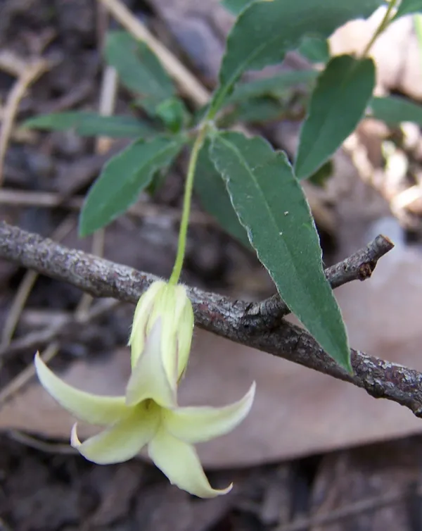 Common Appleberry