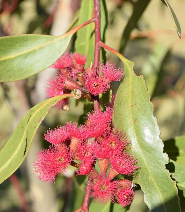 Crimson Mallee