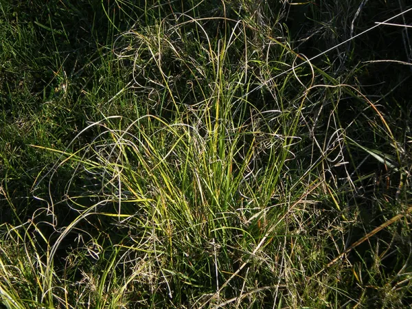 Curly Sedge