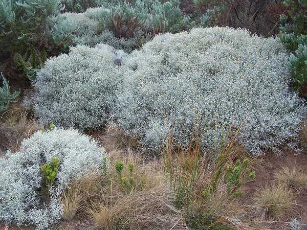 Cushion Bush