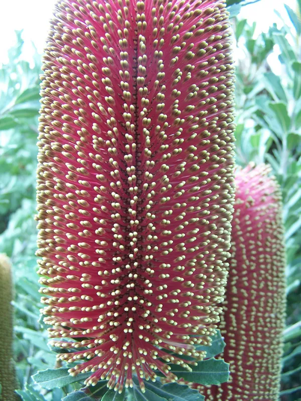 Cut-leaf Banksia