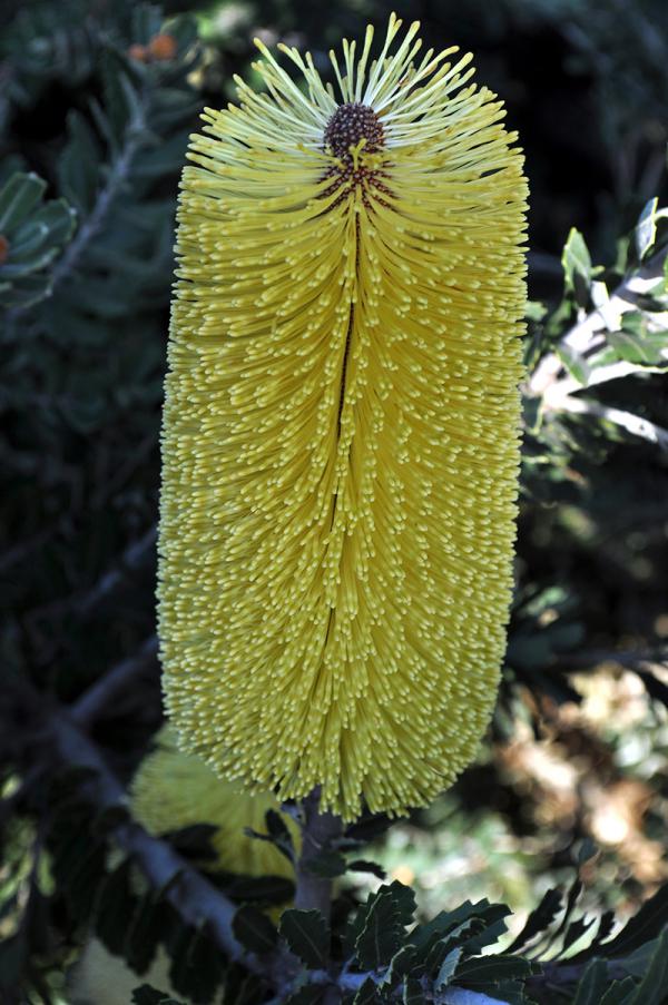 Cut-leaf Banksia yellow form