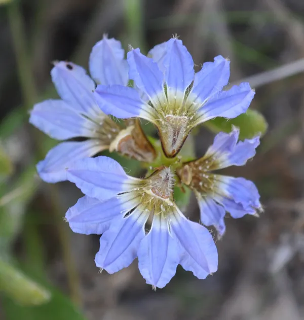 Dune Fan-flower