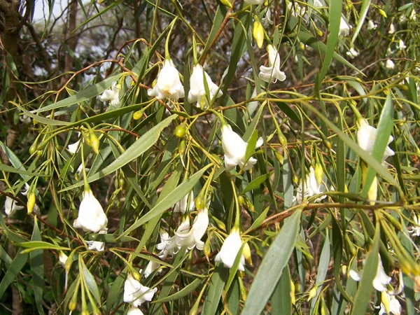 Eremophila santalina
