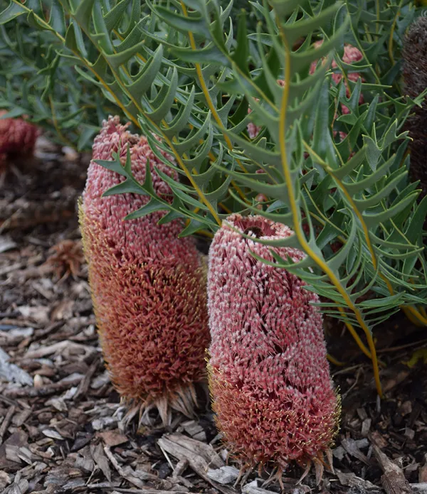 Fern-leaf Banksia