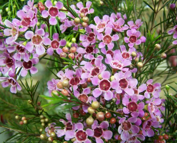 Geraldton wax