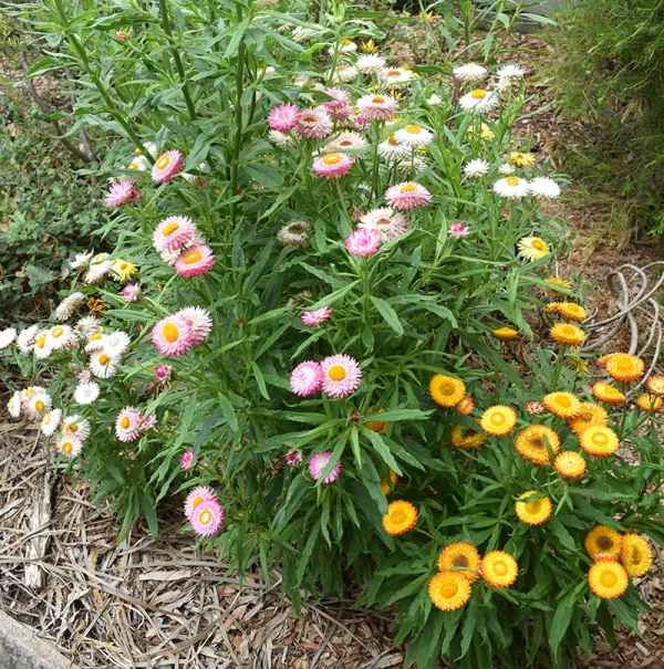 Golden Everlasting