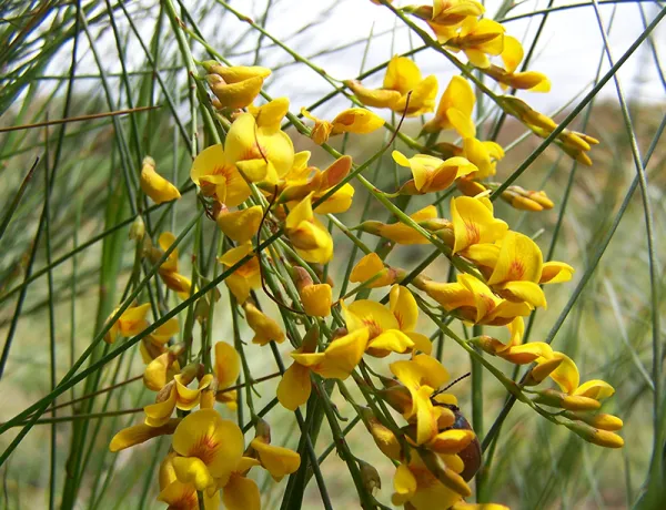 Golden Spray