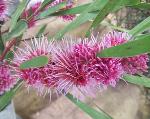 Grass-leaf Hakea