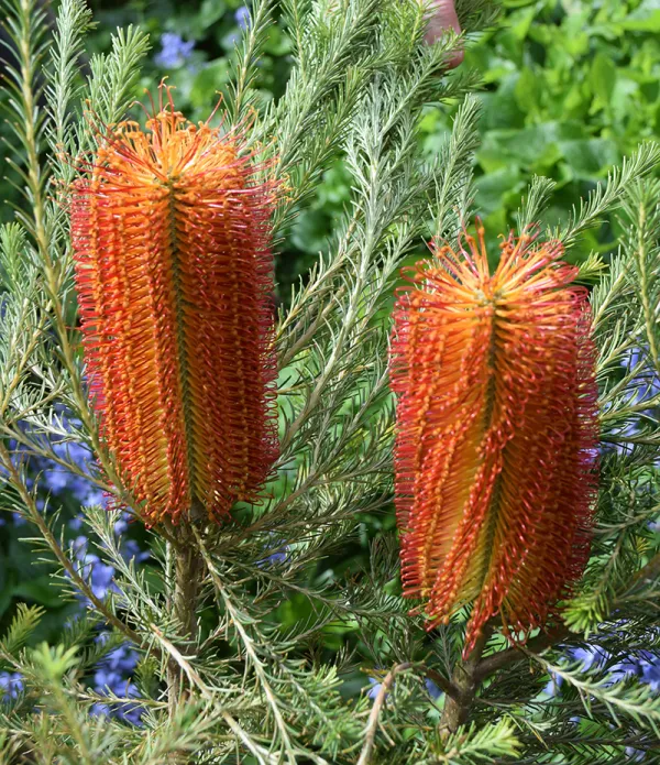 Heath-leaved Banksia