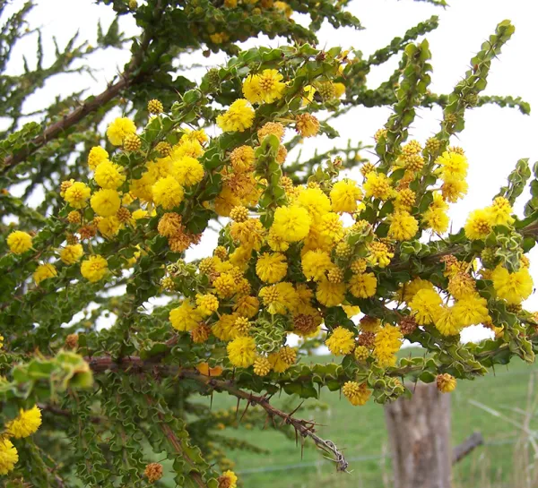 Hedge Wattle