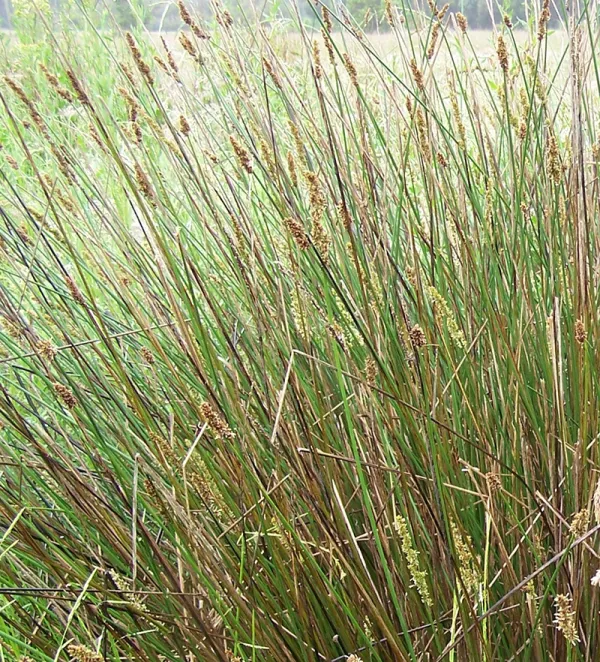 Hollow Sedge