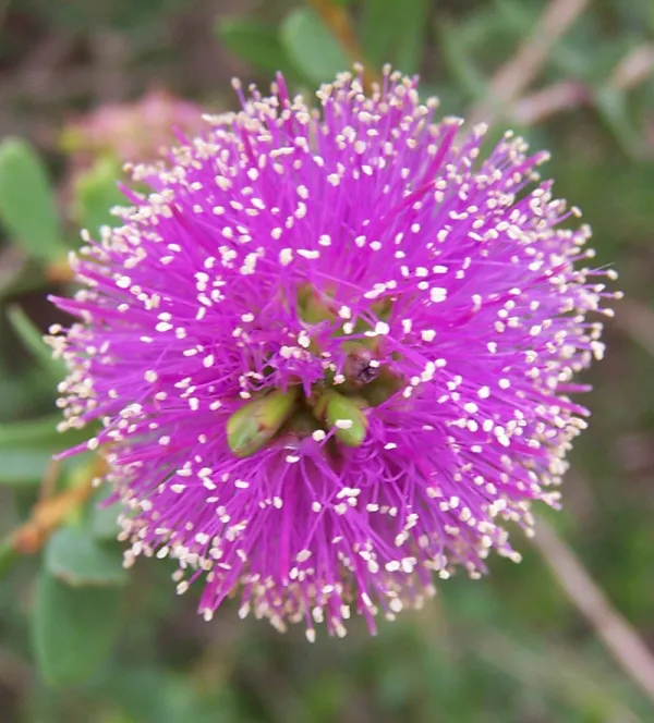 Honey-myrtle