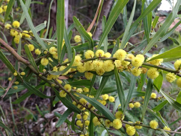 Hop Wattle