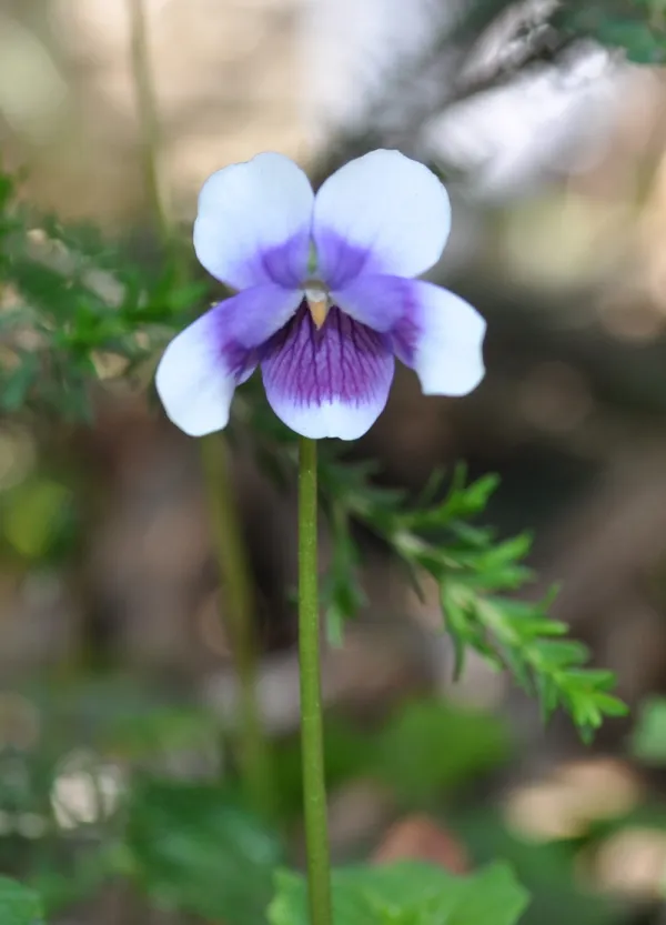 Ivy-leaf Violet