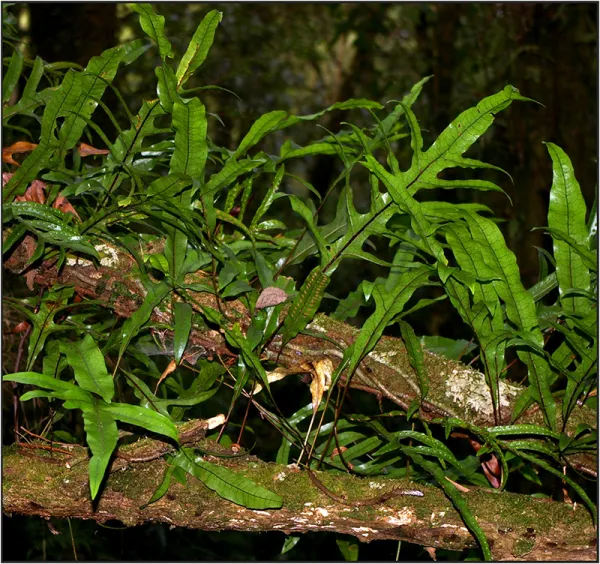 Kangaroo Fern