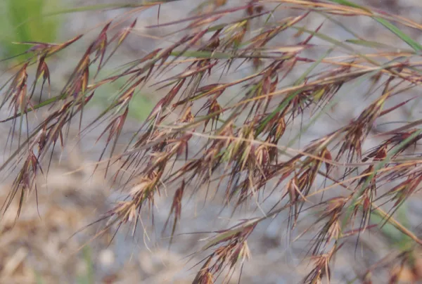 Kangaroo Grass
