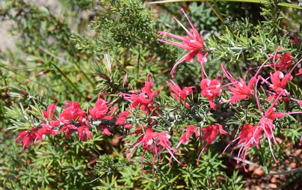 Lavender Grevillea