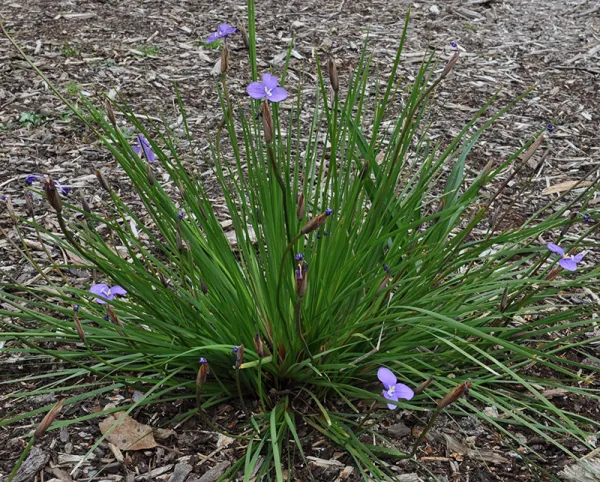 Long-purple Flag