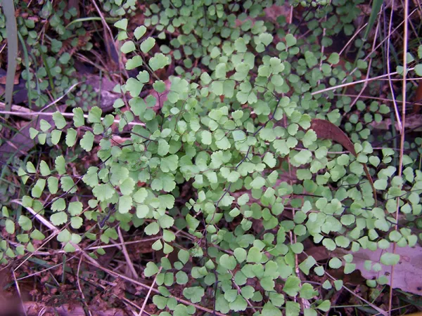 Maidenhair Fern