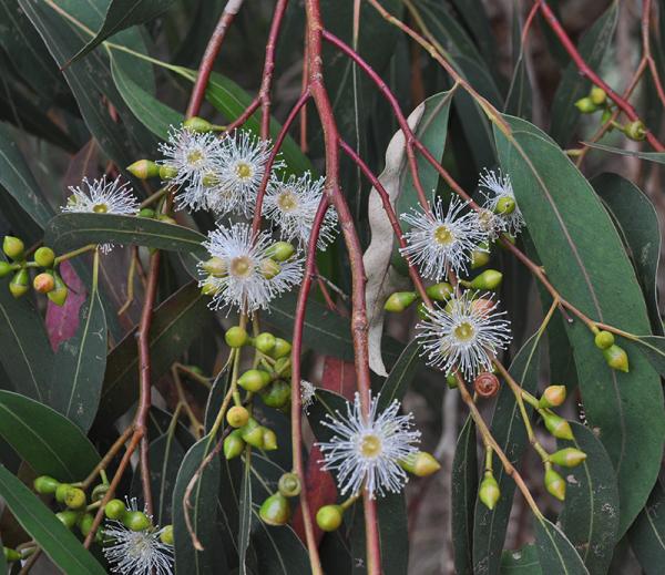 Manna Gum