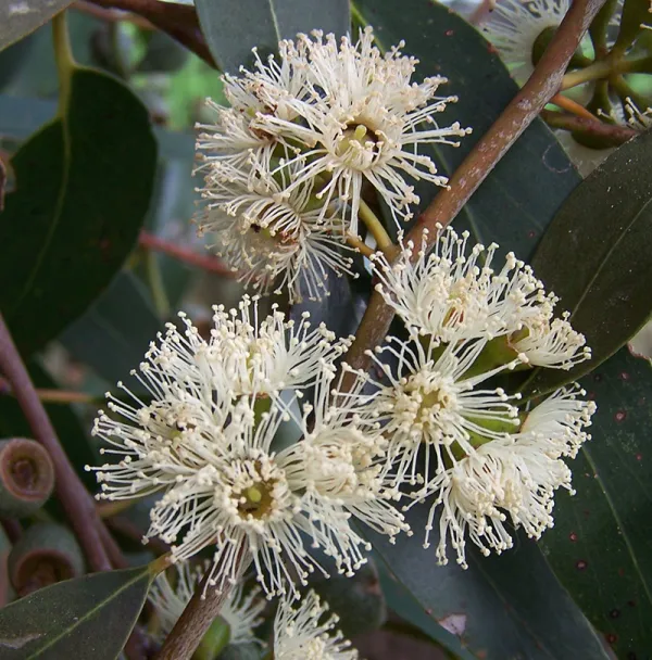 Messmate