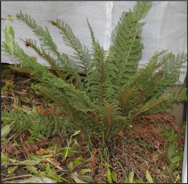 Mother Shield-fern