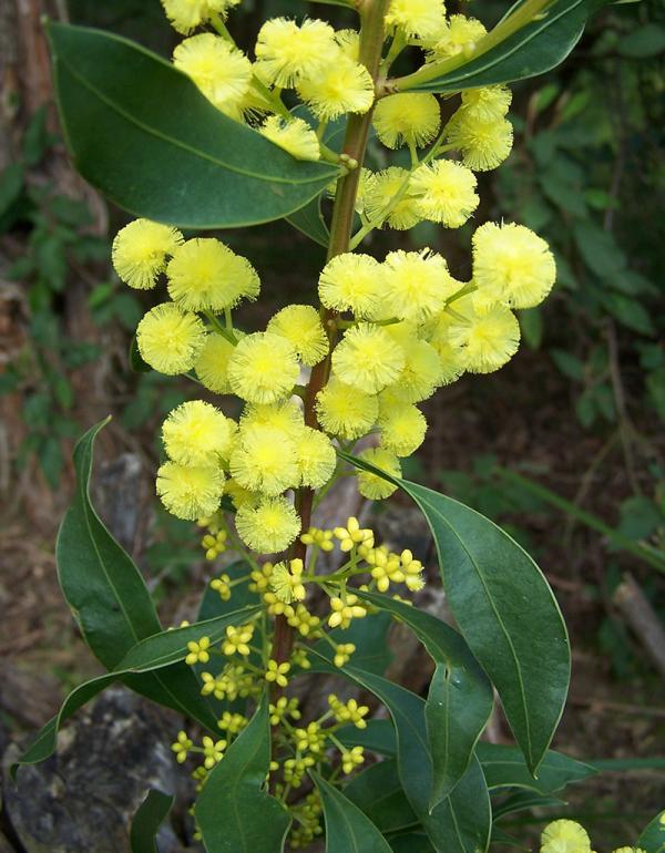 Myrtle Wattle