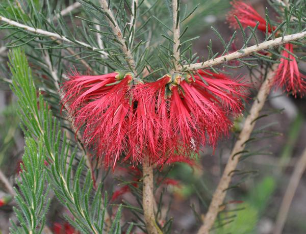 One-sided Bottlebrush