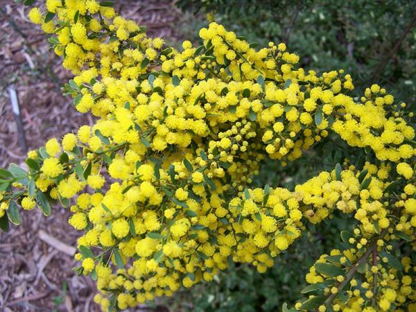 Ovens Wattle