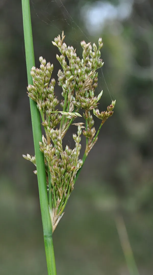 Pale Rush