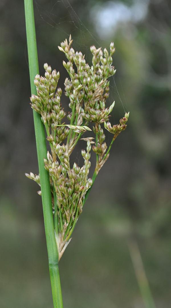 Pale Rush