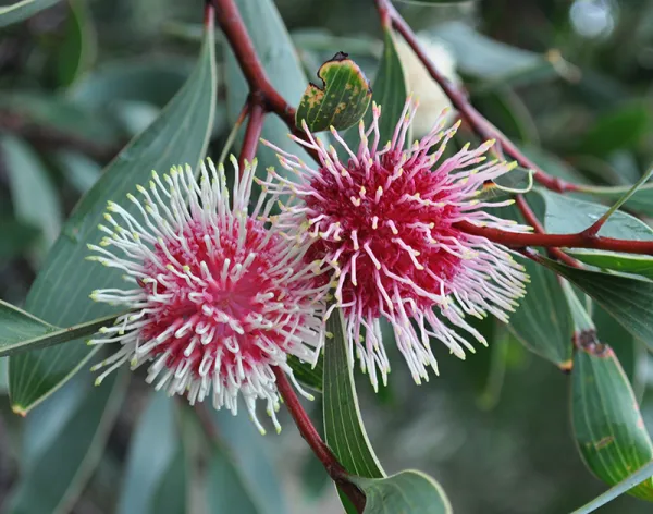 Pin-cushion Hakea