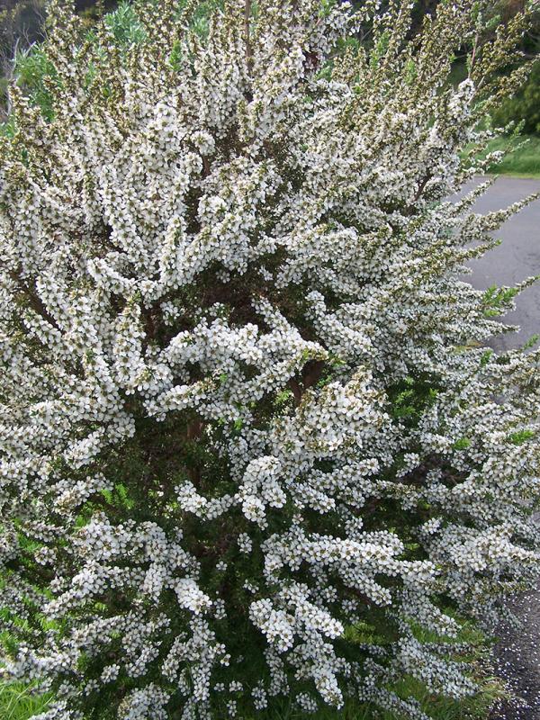 Prickly Tea-tree