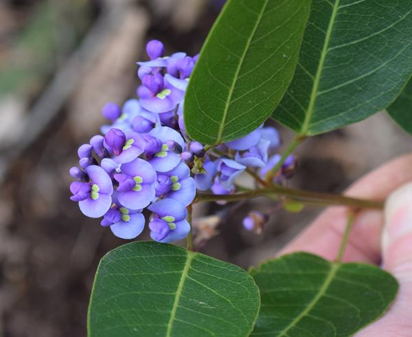 Purple Coral-pea