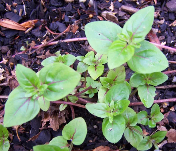 River Mint