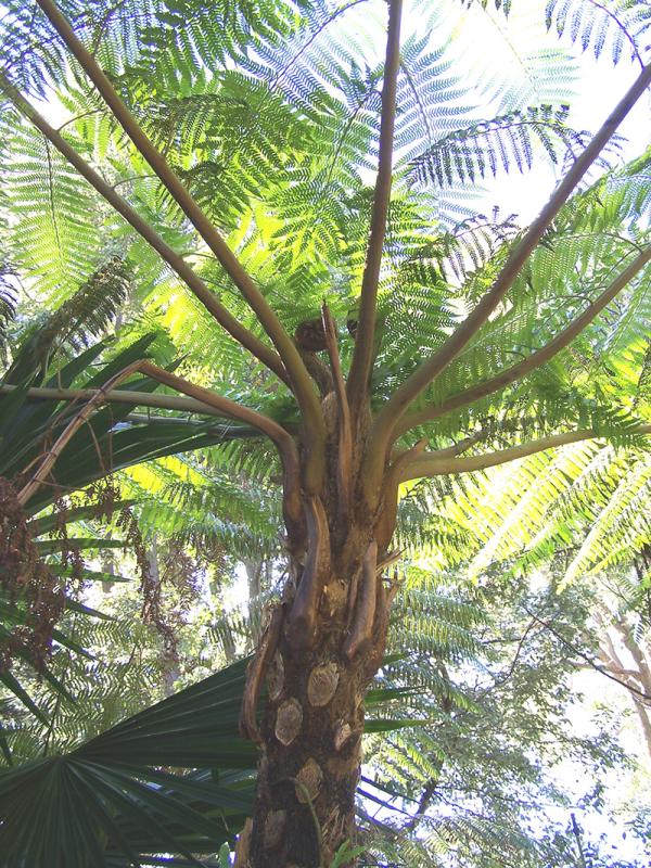 Rough Tree Fern