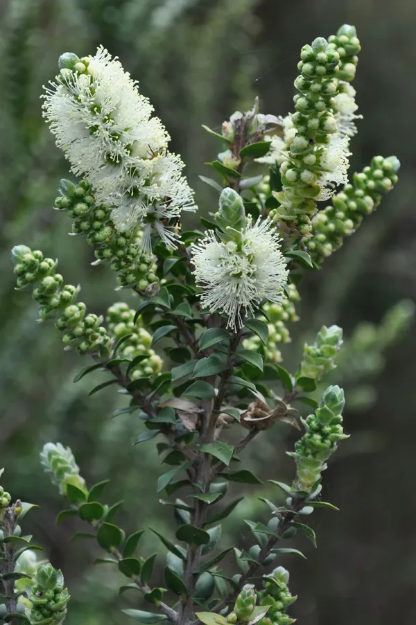 Scented Paper-bark