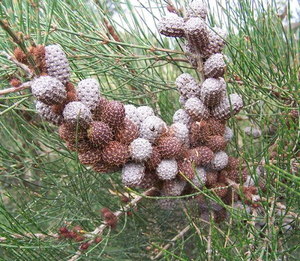 Scrub She-oak