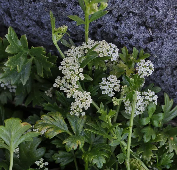 Sea Celery