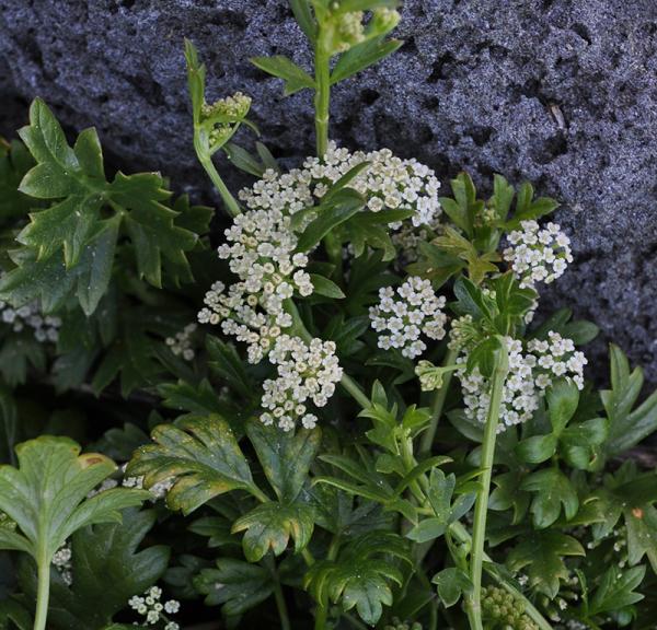 Sea Celery
