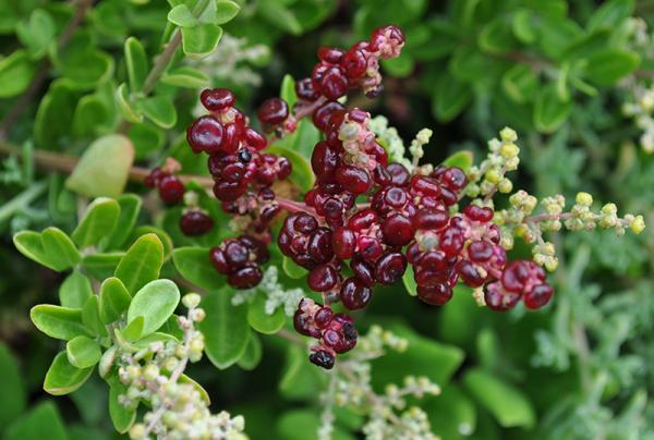 Seaberry Saltbush